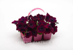 Петуния Изи Вэйв Бургунди Велюр каскадно-ампельная - Партнер фото 7