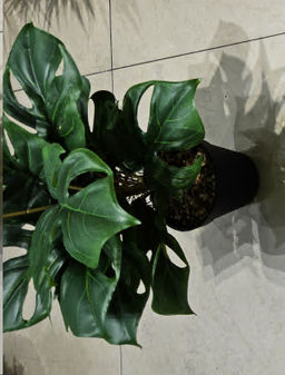 Цветочная композиция Зелень 31 см / SYR-05 /уп 6/72/