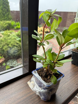 Рододендрон Голдкрон