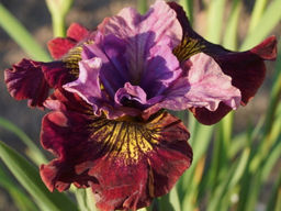 Ирис Miss Apple (Мисс Эппл)