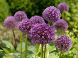 Allium Beau Regard (Лук декоративный Беау Регард)