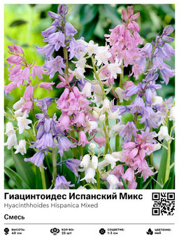 Гиацинтоидес Испанский Микс