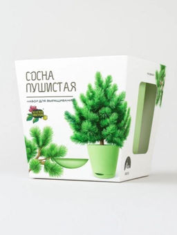 Набор для выращивания растений "Магия Цветов", "Сосна пушистая"