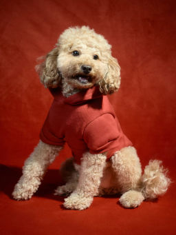 Худи для питомца с принтом / Zarina