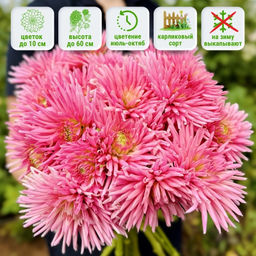 Георгина Парк Принцес бордюрная