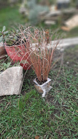 Осока Милк Чоколейт