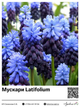 Мускари Latifolium