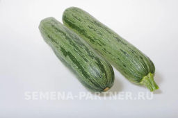 Кабачок Зебра - Партнер фото 3