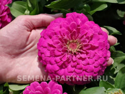 Цинния георгиновидная Фэнтези Античный Розовый - Партнер фото 4