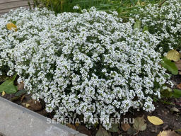 Алиссум ампельный Сноу Вэйв - Партнер фото 2