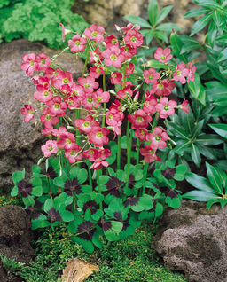 Кислица Оксалис Iron Cross (Четырёхлистная) - Голландские луковицы фото 4