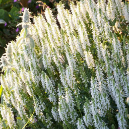 Шалфей дубравный Шнеехугель - Долина роз фото 4