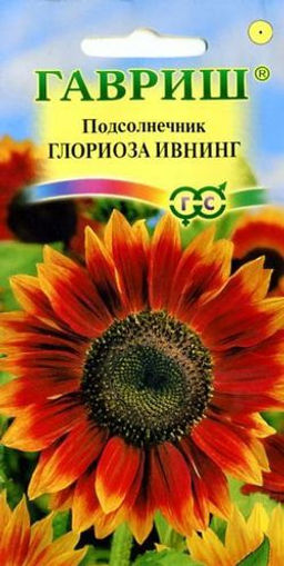 Глориоза Ивнинг подсолнечник 0,5 гр (г)