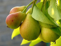 Груша Виктория