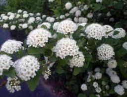 Пузыреплодник калинолистный зеленый