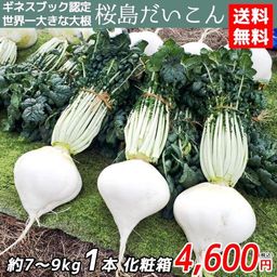 Редис Гигантский Японский Сакурадзима — Sakurajima Radish — 桜 島 大 根