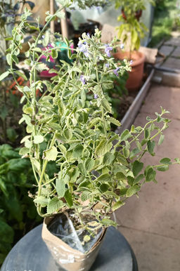 Котовник Фассена Сикс Хиллс Джиант Голд