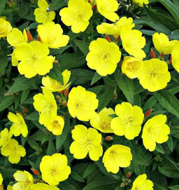 Энотера (жёлтый цветок)