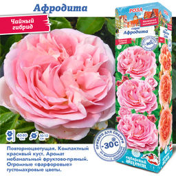 Роза Афродита (Чайно-гибридная) 1шт