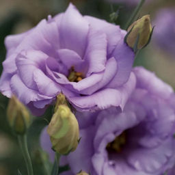 6284U Эустома Кармен Лилак 5шт