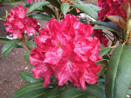 Рододендрон Kazimierz Wielki, Royal Scarlet (Казимира Вилки, Роял Скарлет) - Долина роз фото 5