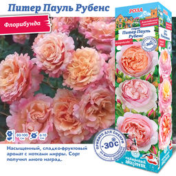 Роза Питер Паульс Рубенс (Флорибунда) 1шт
