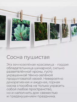 Набор для выращивания растений "Магия Цветов", "Сосна пушистая"