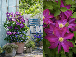 Клематис Какио - Долина роз фото 4