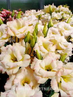 Эустома срезочная махровая шампань Мадам Баттерфляй - Партнер фото 7