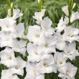 ГЛАДИОЛУС Уайт Просперити Разбор 10/12 Кол-во упак., шт 10