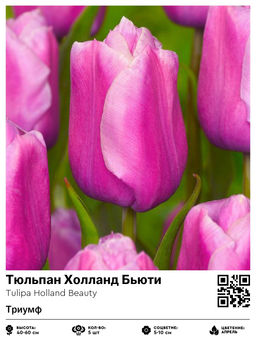 Тюльпан Holland Beauty (Триумф) - Голландские луковицы фото 2