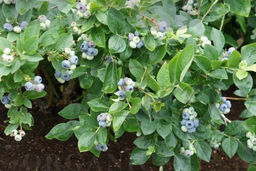 Голубика Торо С5 3 года