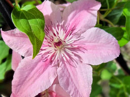 Клематис Пинк Фэнтези