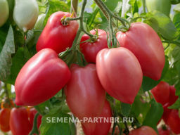 Томат Сулейман - Партнер фото 4