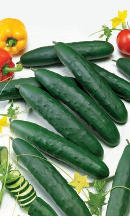 Огурец ТЁМНАЯ ЛОШАДКА F1 Дружная отдача урожая всё лето! Сладкие, сочные огурцы без горечи! Тёмно-зелёного цвета, без пустот и горечи!