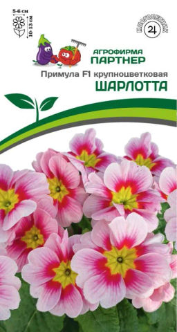 Примула крупноцветковая Шарлотта