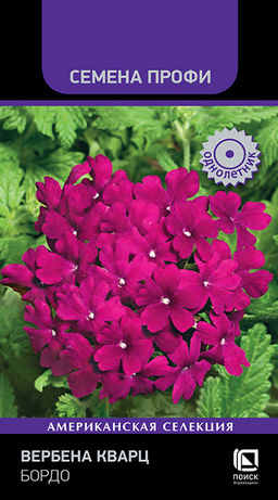 Вербена Кварц Бордо (Семена Профи) (ЦВ) (1) 10шт - Поиск фото 2