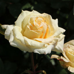 Роза Ла Перла