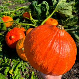 Тыква КОНФЕТКА (КАРАМЕЛЬКА)  Самая сладкая! Идеальна для диетического и детского питания! Аромат с ванильными нотками!