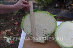 Капуста белокочанная позднеспелая Килатон - Партнер фото 6