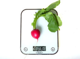 Редис Царевна - Партнер фото 4