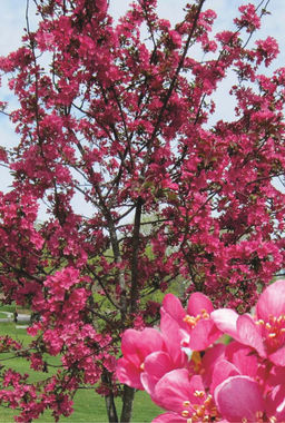 Яблоня Огонь Прерий декоративная (саженец с этикеткой) 1шт