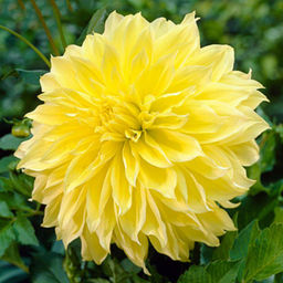 ГЕОРГИНА Кельвин Флудлайт Разбор I Кол-во упак., шт 1