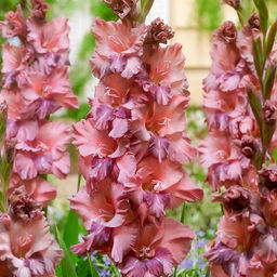 ГЛАДИОЛУС Якутск Разбор 10/12 Кол-во упак., шт 8