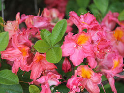 Азалия крупноцветковая Juanita (Джуанита)