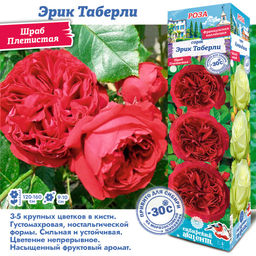 Роза Эрик Таберли (Шраб) 1шт