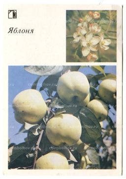 Открытка Яблоня