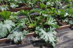 Кабачок Желтоплодный - Партнер фото 3