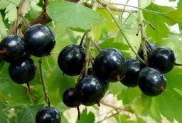 Смородина Левушка золотистая (коробка) 1шт