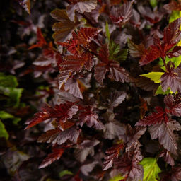 Пузыреплодник калинолистный, смесь сортов с бордовой листвой 1 год ЗКС тара 0,5л высота 5-15см. - Наша дача фото 2